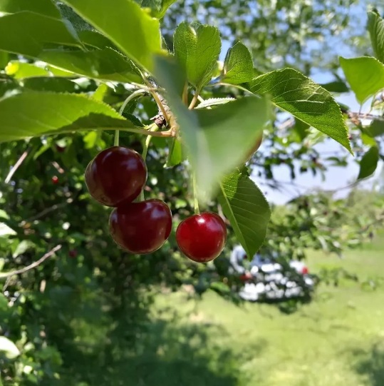 Meggy Újfehértói fürtös